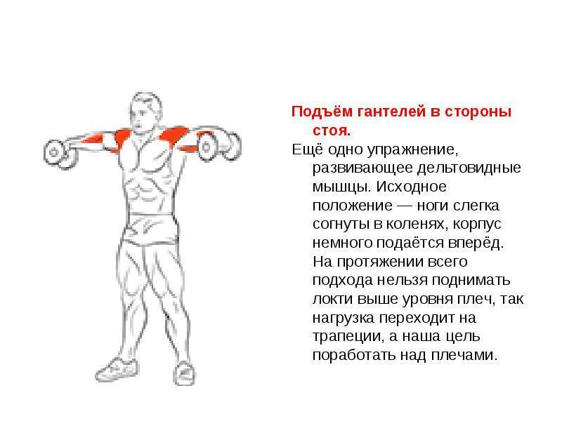 Упражнения на плечи с гантелями. топ лучших.