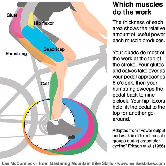 Польза катания на велосипеде для здоровья и похудения: какие мышцы задействованы