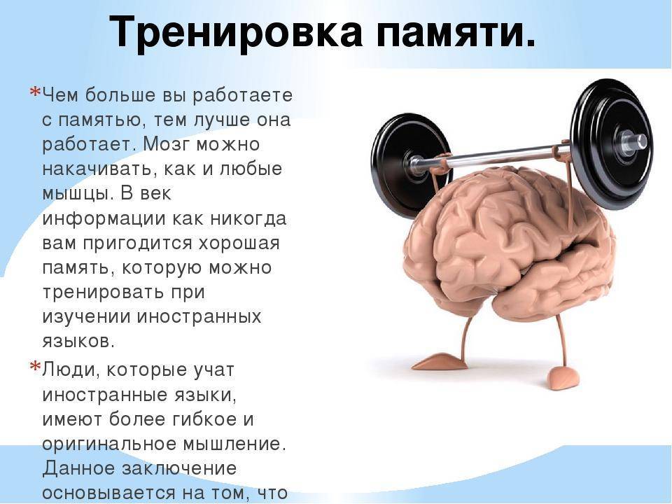 Сколько длится мышечная память? - бодибилдинг - mod-body.ru - бодибилдинг и фитнес форум