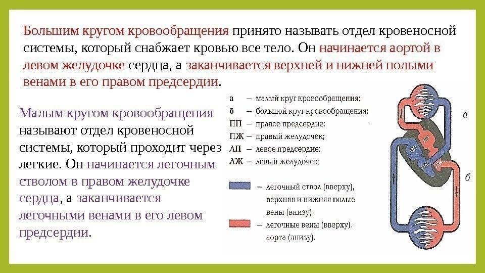 Общий план строения системы кровообращения функции сердца и сосудов физиология