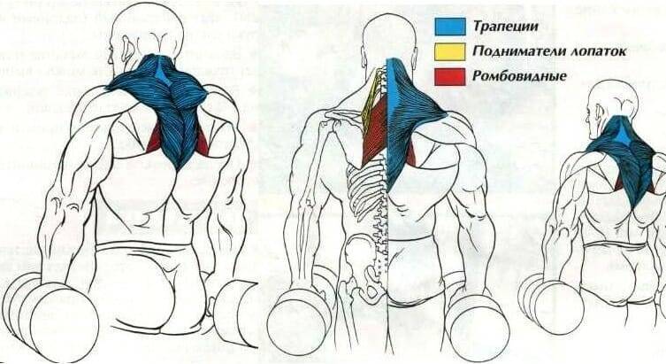 Как правильно накачать трапецию. тренируем трапециевидные мышцы
