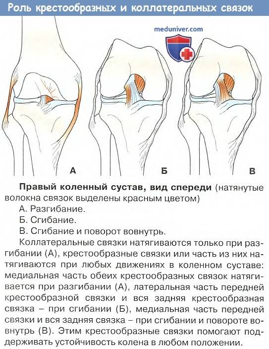 Артроз коленного сустава | симптомы, причины, диагностика и лечение заболевания