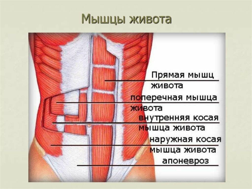 Анатомия и строение мышц живота: что и как устроено