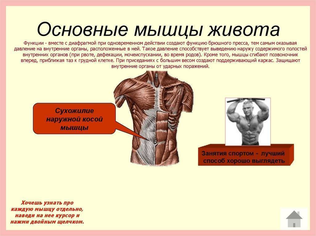 Мышцы пресса живота и таза (низа) человека: анатомия строения, функции верхних, нижних и глубоких отделов