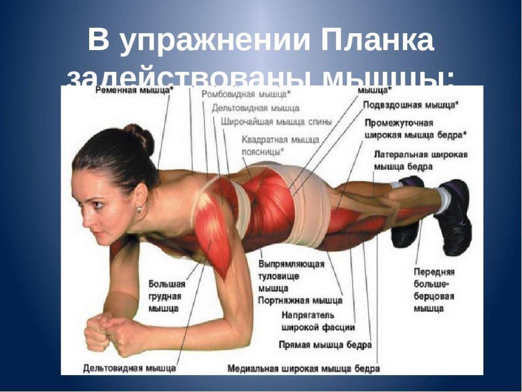 Статическое упражнение на мышцы живота и спины. Планка какие мышцы задействованы. Планка какие мышцы работают. Планка группы мышц. Мышцы которые задействованы при планке.