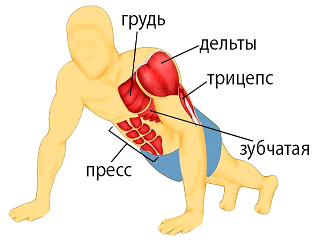 Тренировка бицепса: эффективны ли отжимания на бицепс? | rulebody.ru — правила тела