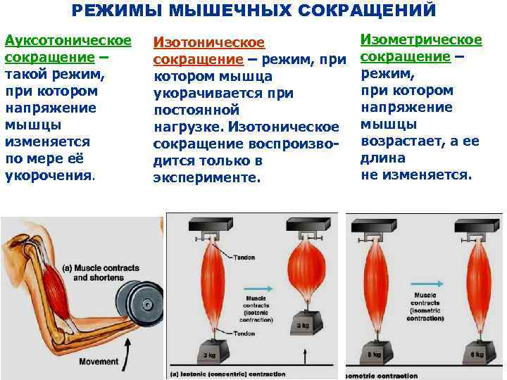 Миалгия | причины появления, основные симптомы и способы диагностики и лечения