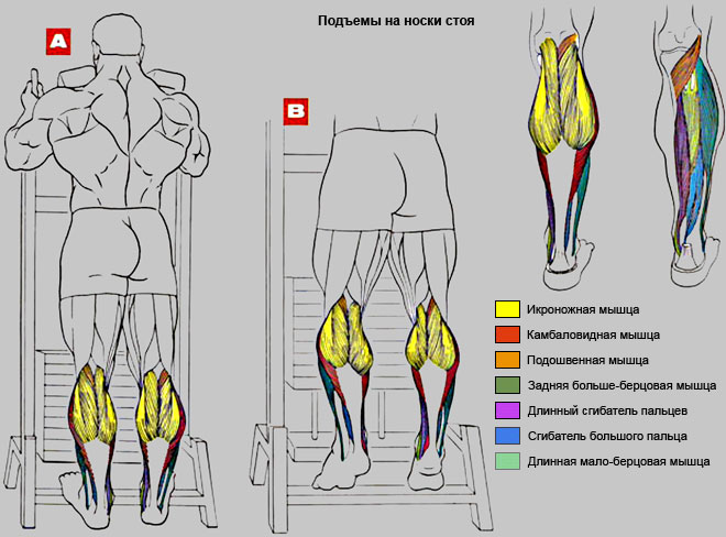 Подъем на носки стоя: техника выполнения в тренажере и с гантелями | irksportmol.ru