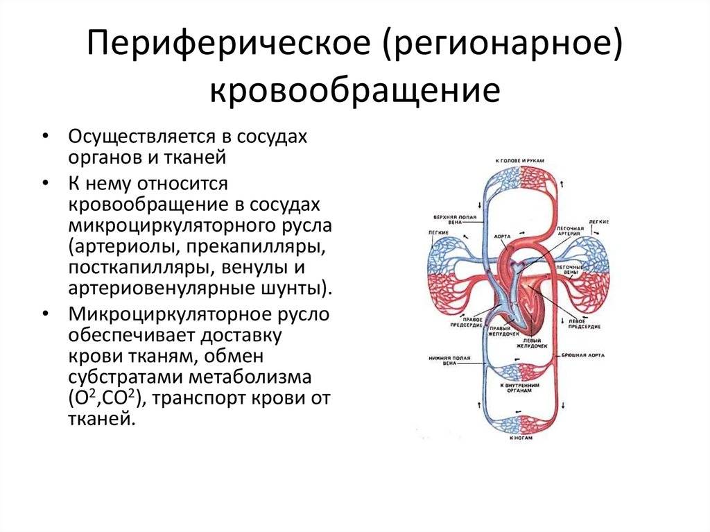 Упражнения для улучшения кровообращения