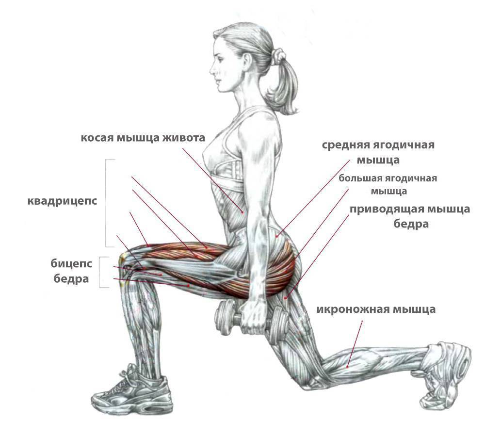 Выпады с гантелями: какие мышцы работают и техника выполнения | irksportmol.ru