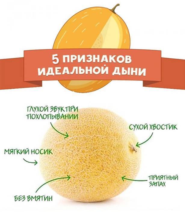 Дыня: польза и вред. свойства дыни, калорийность :: syl.ru