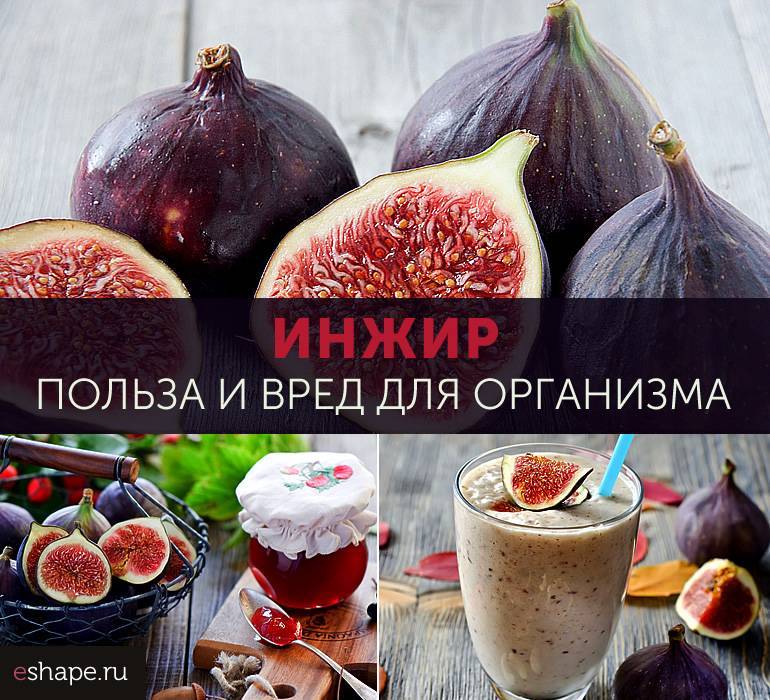 Польза инжира, его состав и калорийность, особенности применения и вред - red fox day