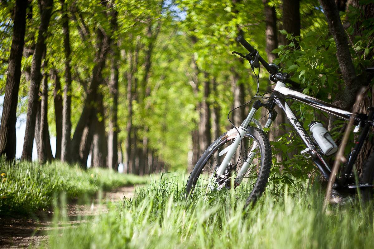 Польза и вред велосипеда, какие мышцы работают, как выбрать | zaslonovgrad.ru