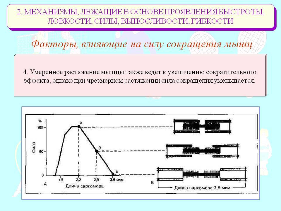 Сводит мышцы