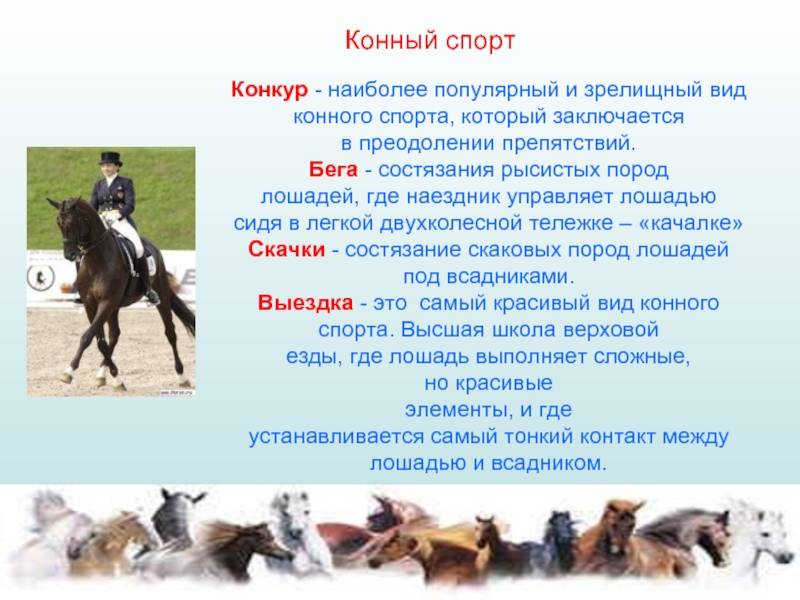 Как называется профессия где лошади. Конный спорт презентация. Рассказ о конном спорте. Конный спорт кратко.