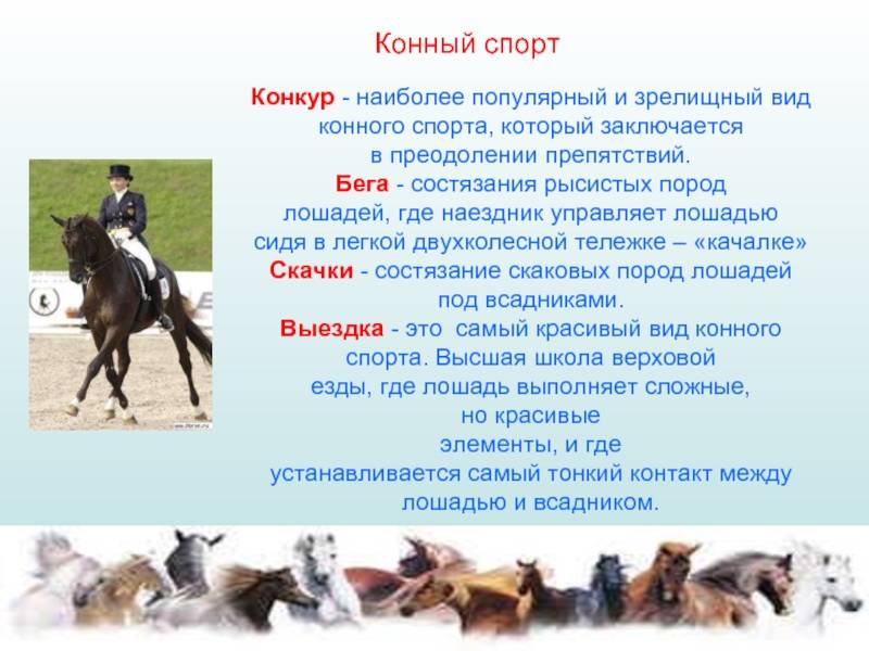 Скачки на лошадях на ипподроме - история, скачки через барьер, стипль-чез, гладкие | лошадиные скачки мире - особенности