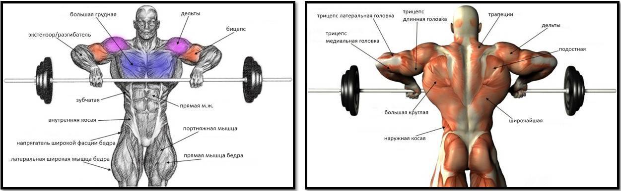Тяга штанги к подбородку, фото и видео техники выполнения упражнения на sportobzor.ru