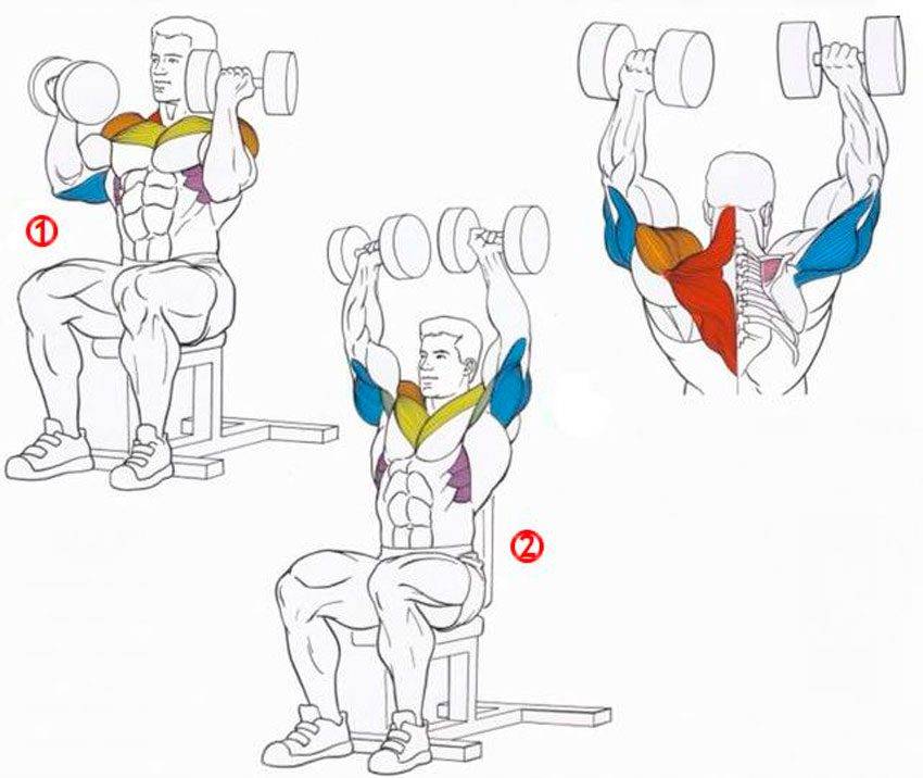 Жим гантелей стоя или сидя над головой: какие мышцы работают и какой вариант лучше