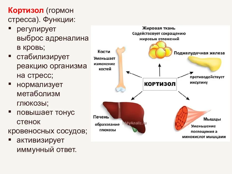 Роль кортизола в организме, и какие патологии связаны с этим гормоном :: polismed.com