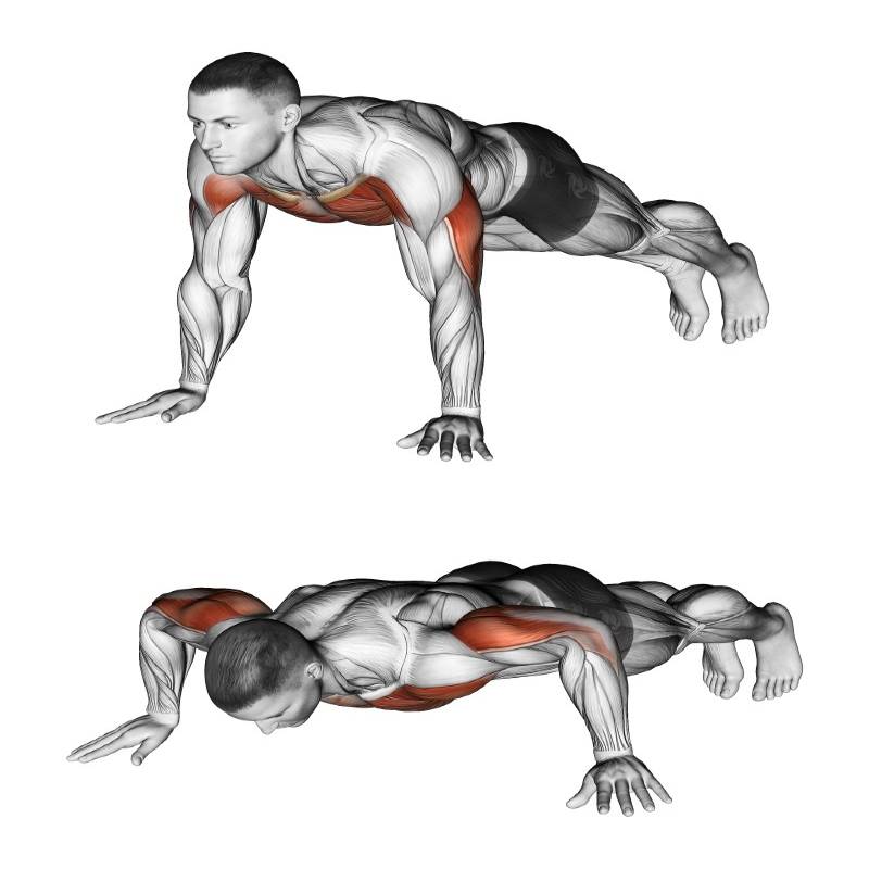 Как накачать спину в домашних условиях: упражнения на мышцы спины с гантелями, собственным весом тела