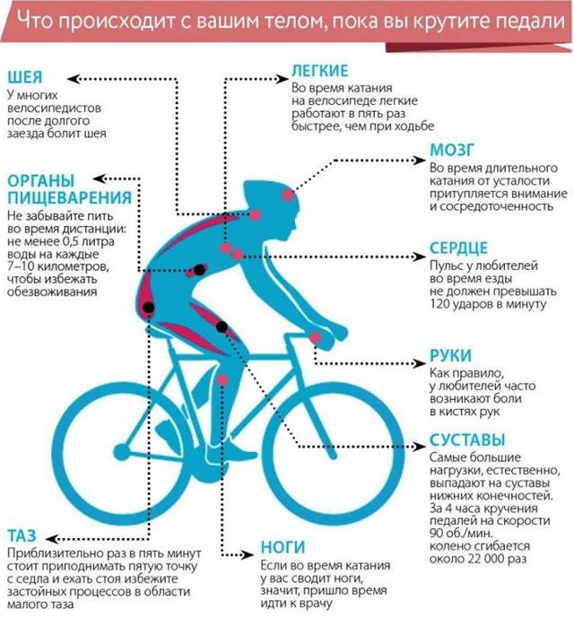 Какие мышцы работают при езде на велосипеде