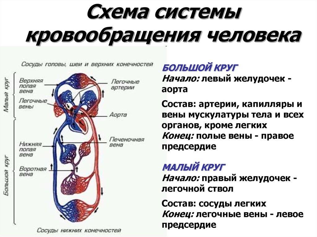 Суставная гимнастика: польза и упражнения | здравствуй
