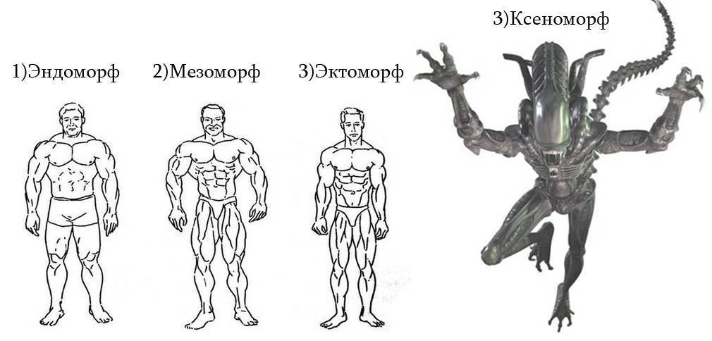 Эктоморф, мезоморф, эндоморф: как определить тип телосложения