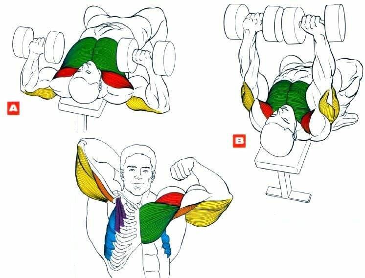 Упражнения с гантелями на грудные мышцы для мужчин: жим и разведение гантелей