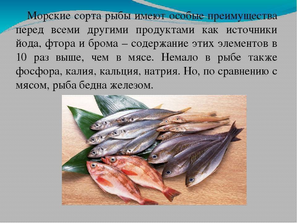 Польза и вред рыбы, какая самая полезная, химический состав, калорийность