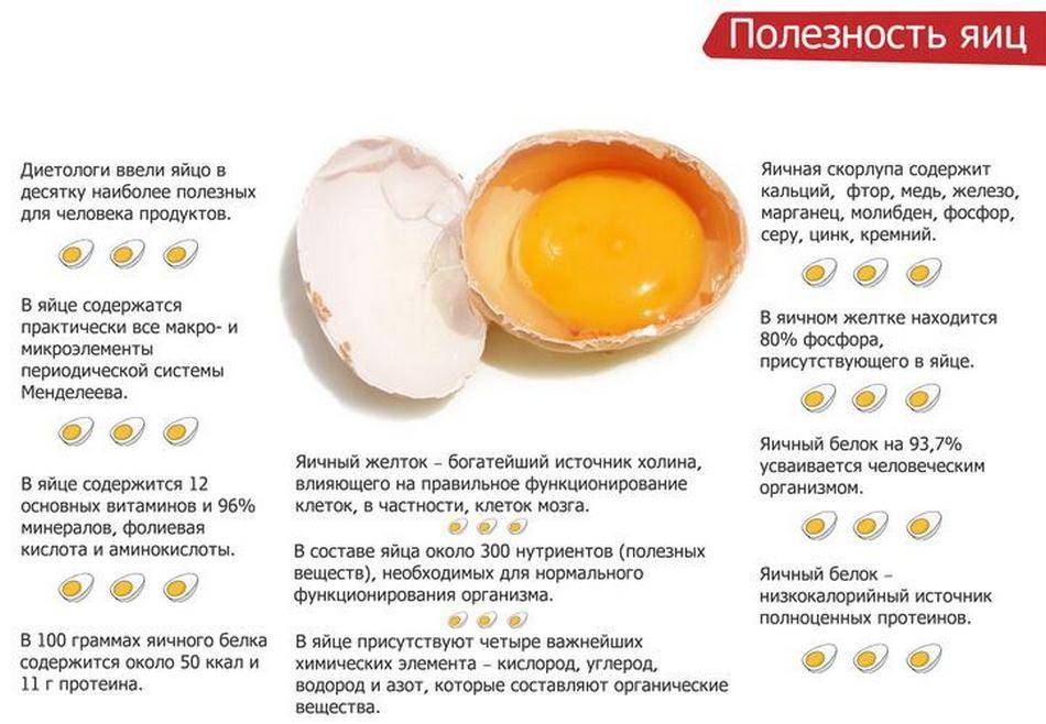 Польза и возможный вред куриных яиц для человека | польза и вред