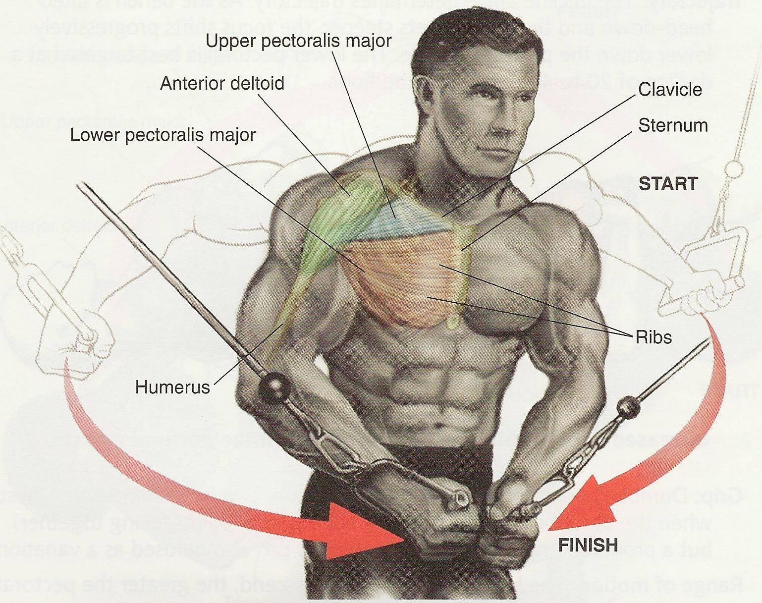 тренировка для мужчин мышц груди фото 53
