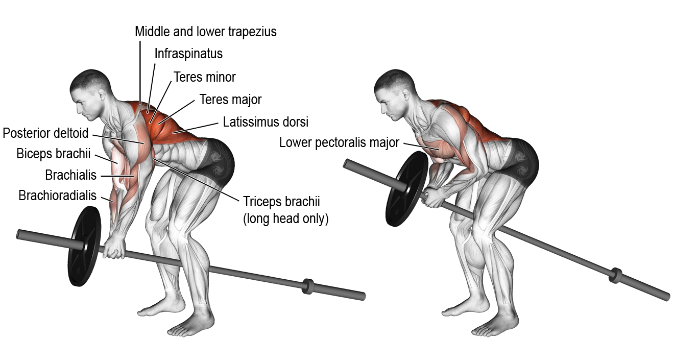 Развиваем широчайшую мышцу спины с тягой Т-образного грифа