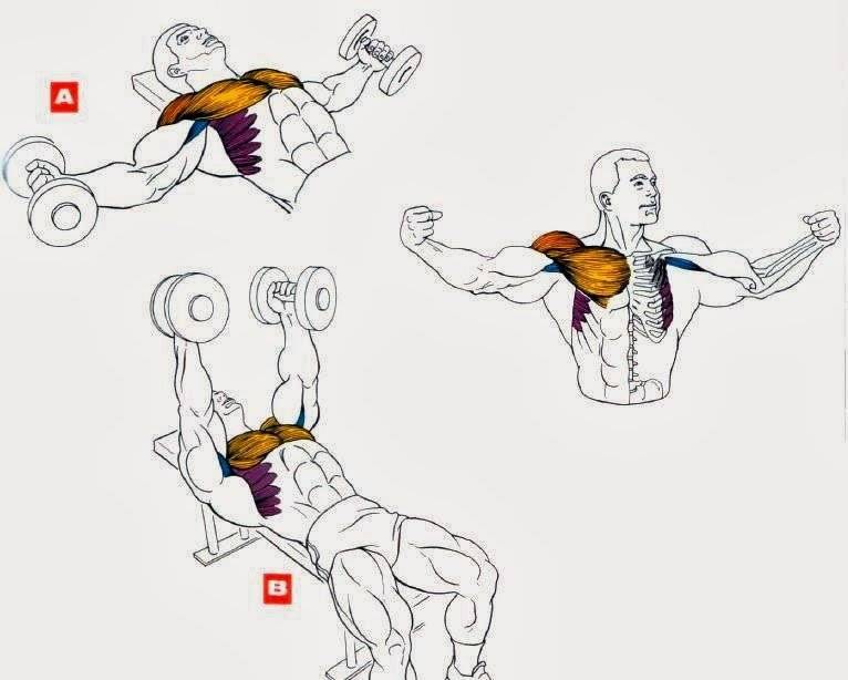 Как можно накачать грудные мышцы гантелями?