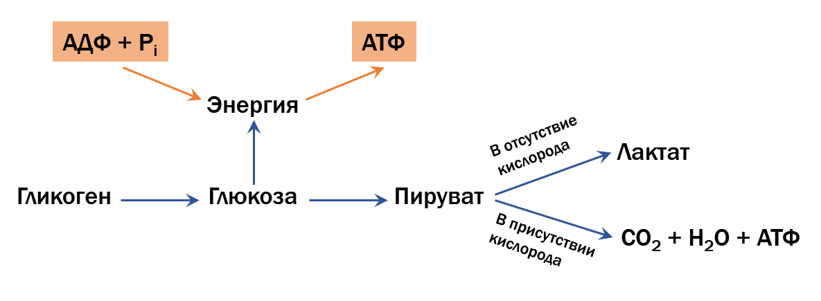 Молочная кислота в мышцах после тренировки