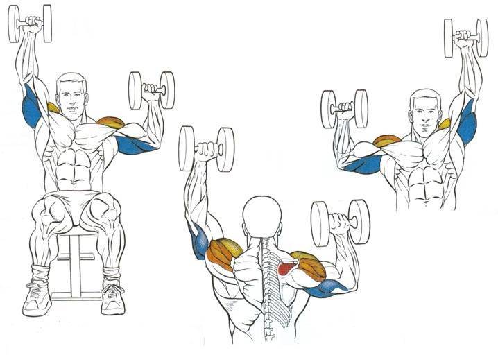 Как накачать плечи: упражнения на увеличение ширины и массы дельтовидных мышц