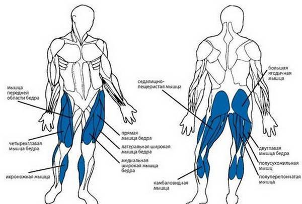 Какие мышцы качаются при беге. Степпер группы мышц. Мышцы задействованные на степпере. Степпер какие мышцы работают. Степпер тренажер группы мышц.
