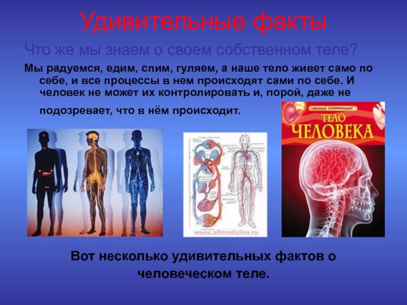 Биологическая структура человеческого тела презентация