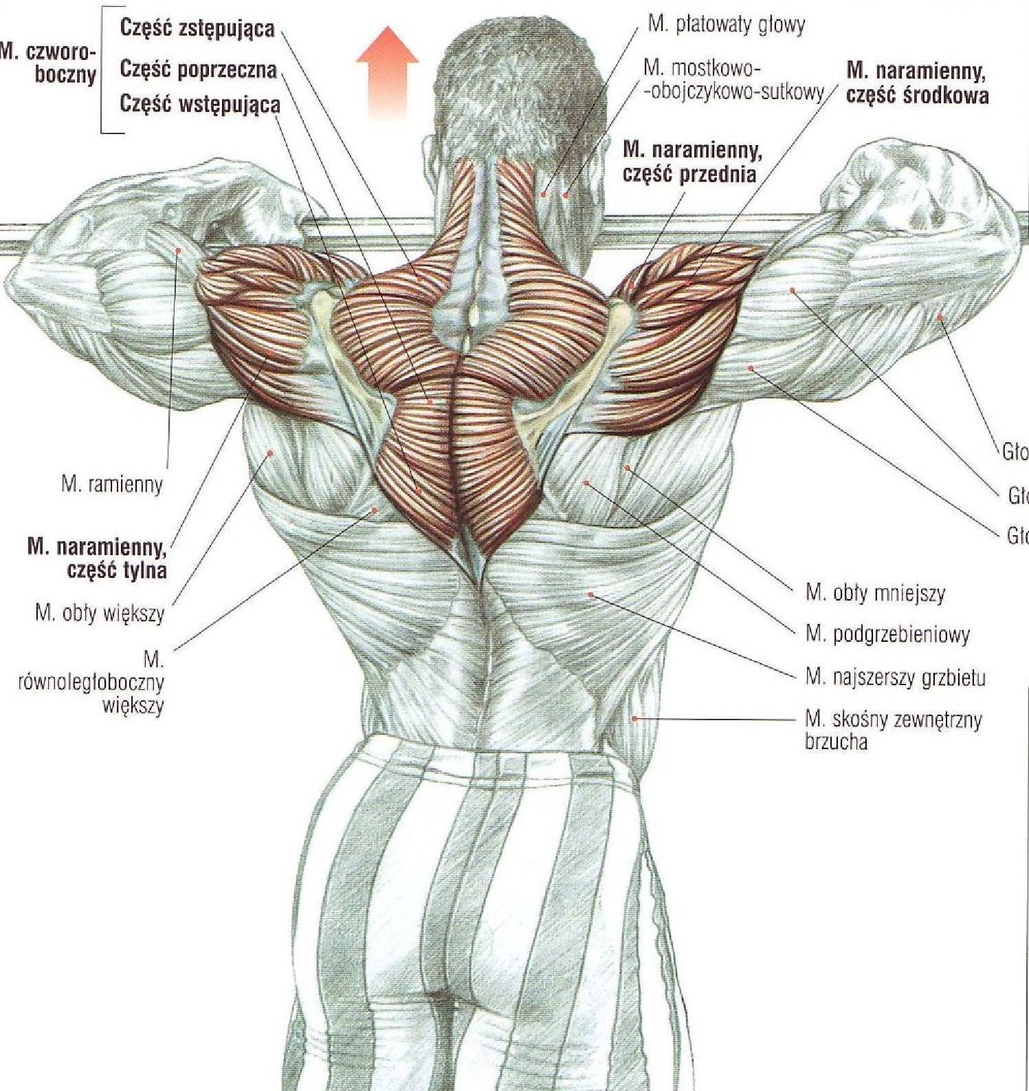 Упражнения на трапециевидную мышцу спины с гантелями для женщин