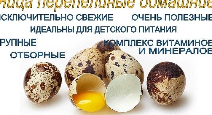 Перепелиные яйца: узнаем правду! состав, сравнение с куриными, чем полезны и как принимать