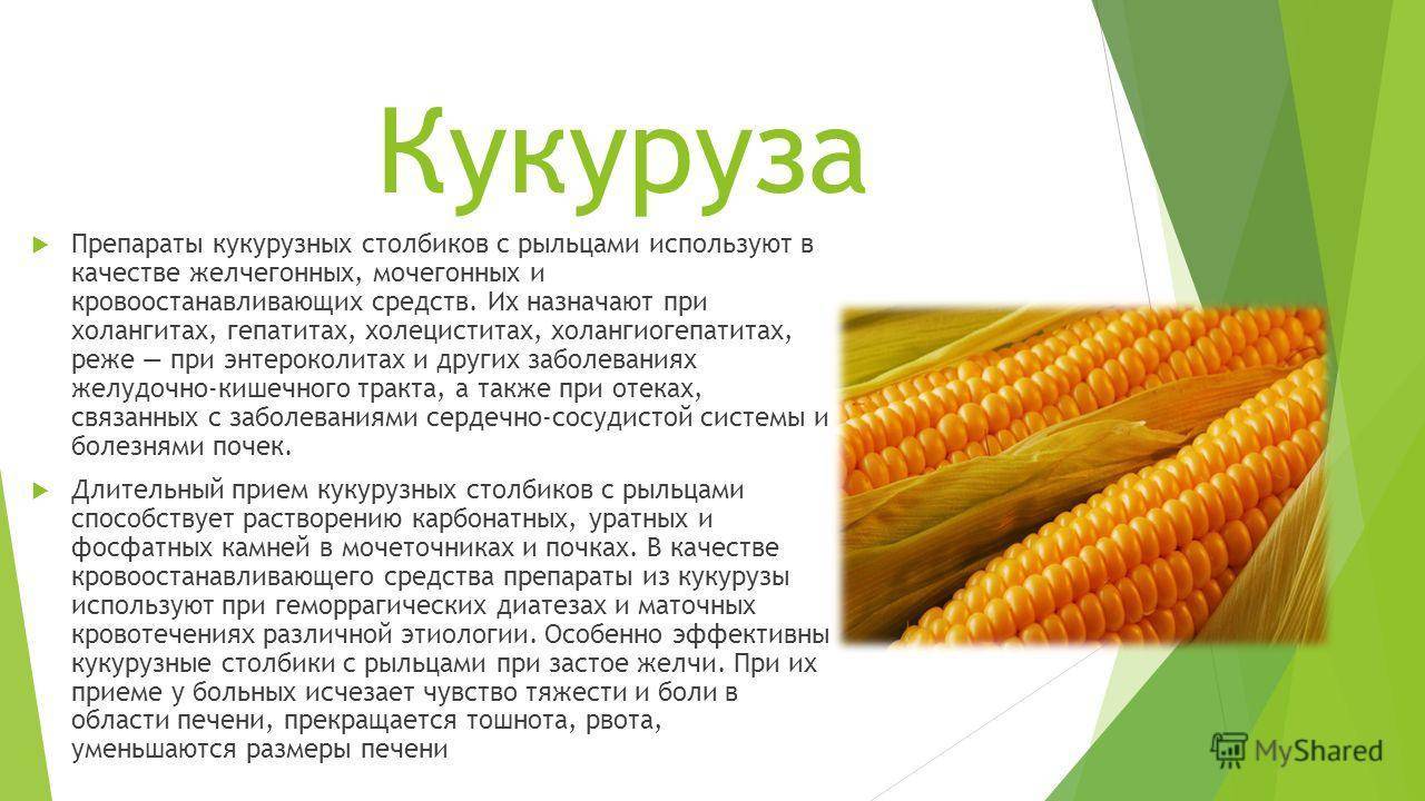 Калорийность вареной кукурузы. калорийность одного початка вареной кукурузы :: syl.ru