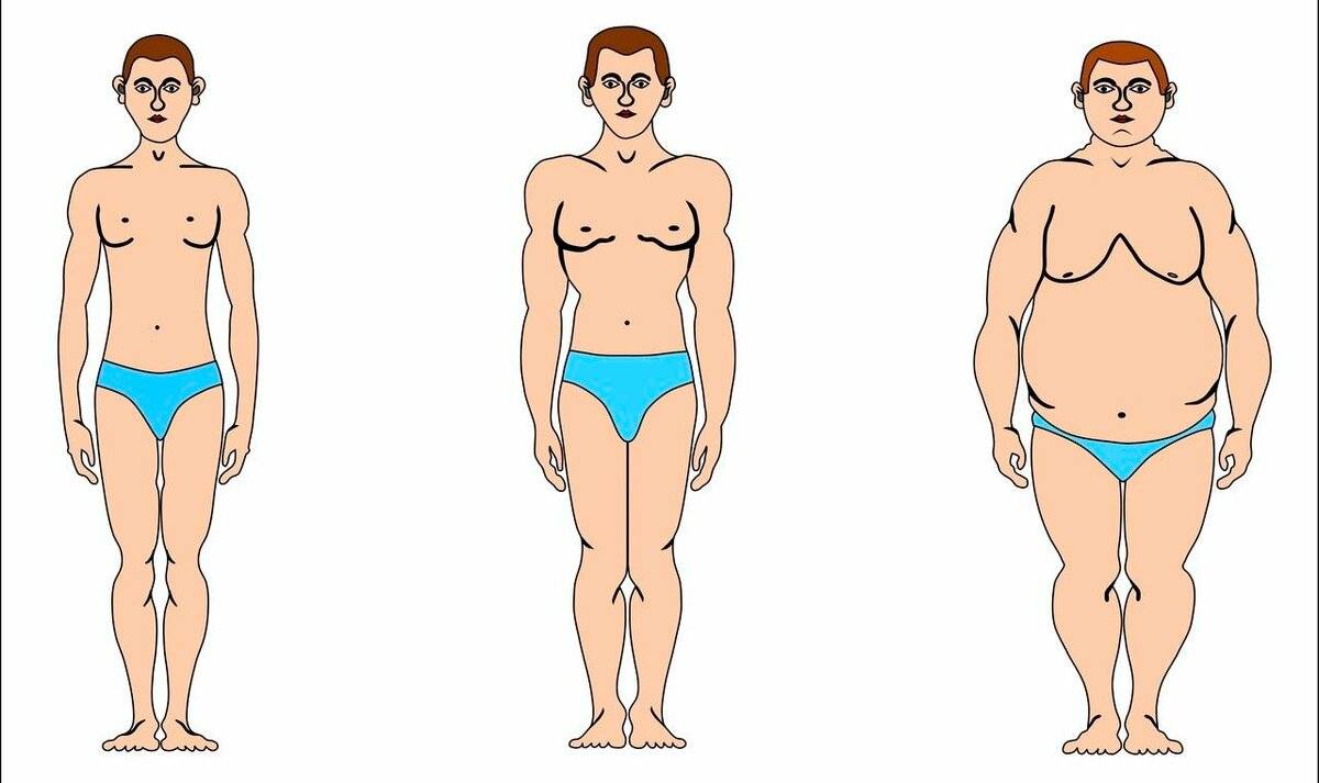 ???? эктоморф, мезоморф или эндоморф — как определить тип телосложения?