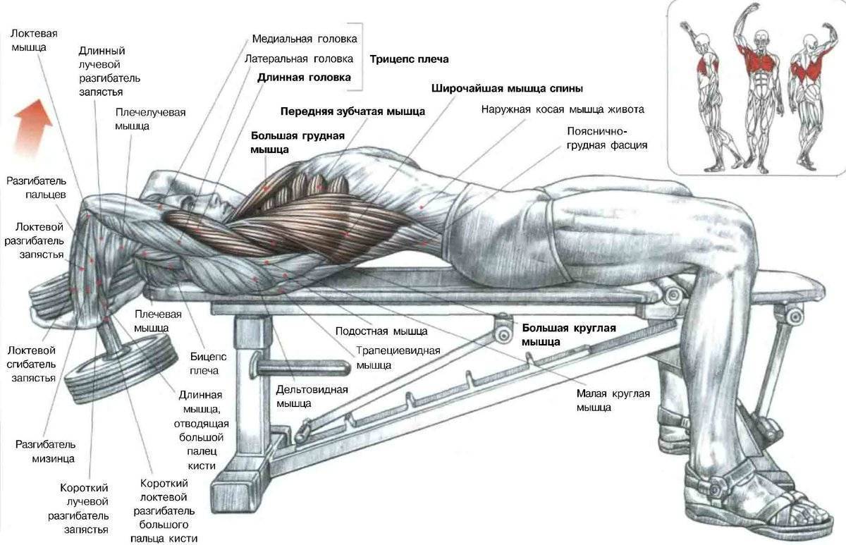 Широчайшая мышца: функции и упражнения для накачки крыльев спины