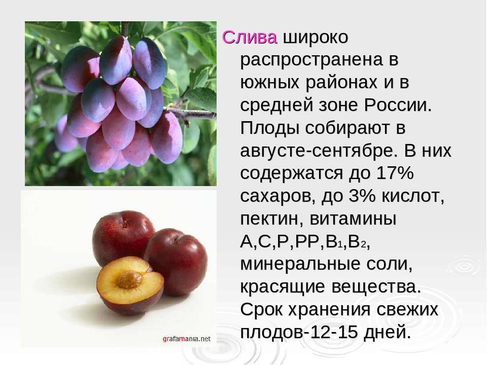 Алыча