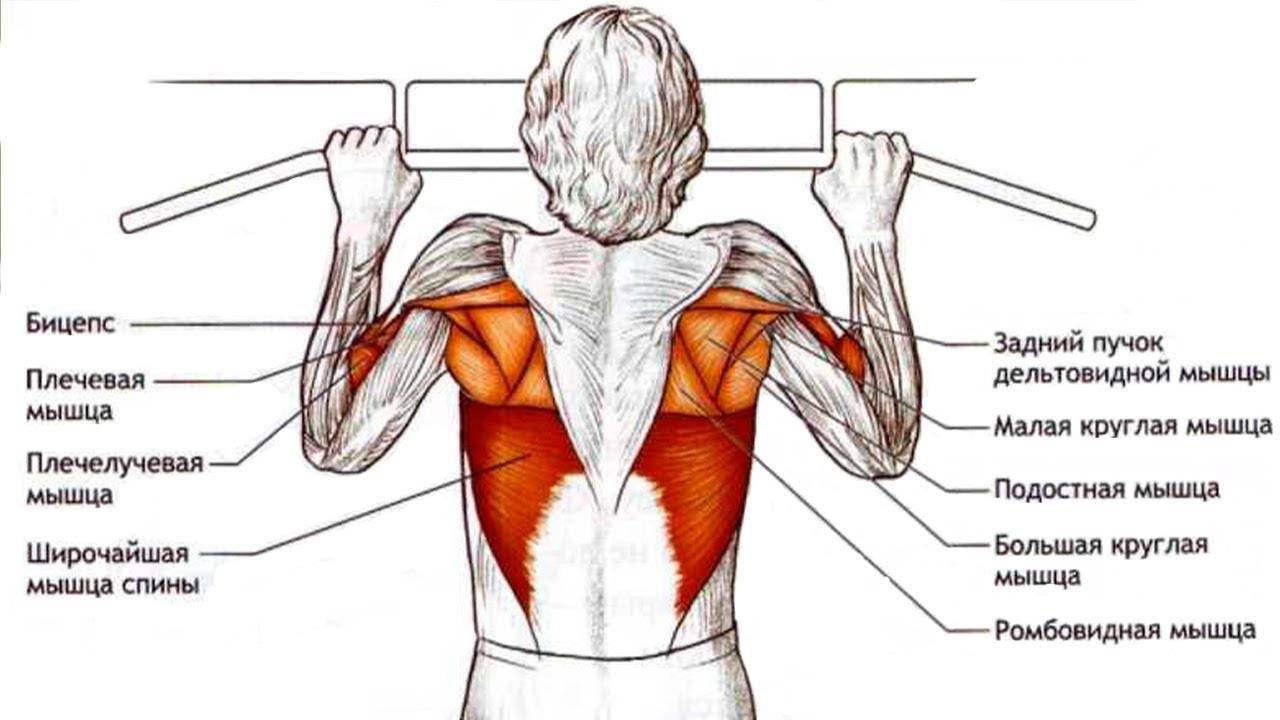 Подтягивания широким хватом: польза и недостатки, какие мышцы работают