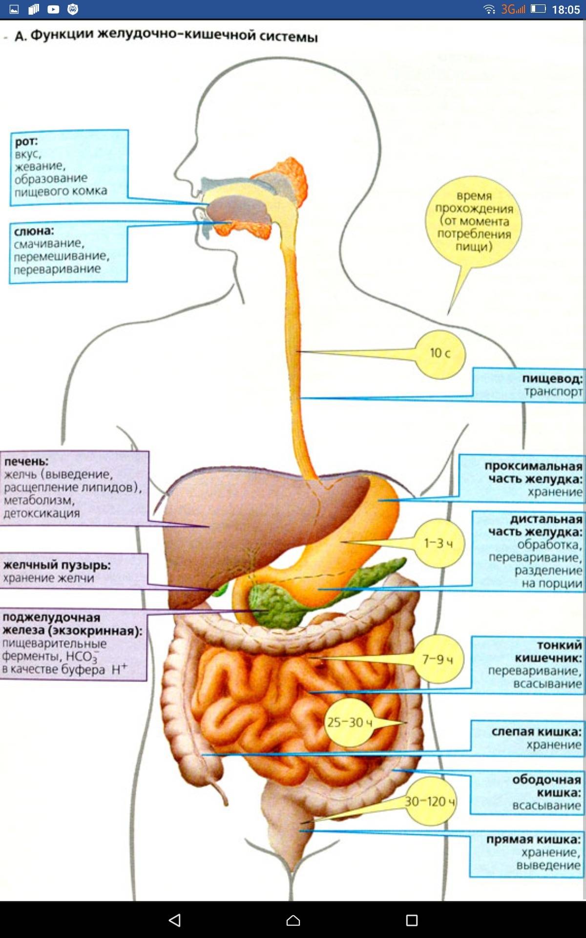 Пациентам: как переваривается пища в организме человека?