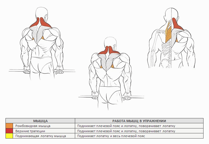 Топ 15 упражнений для трапециевидных мышц: инструкция, схемы, видео программ тренировок