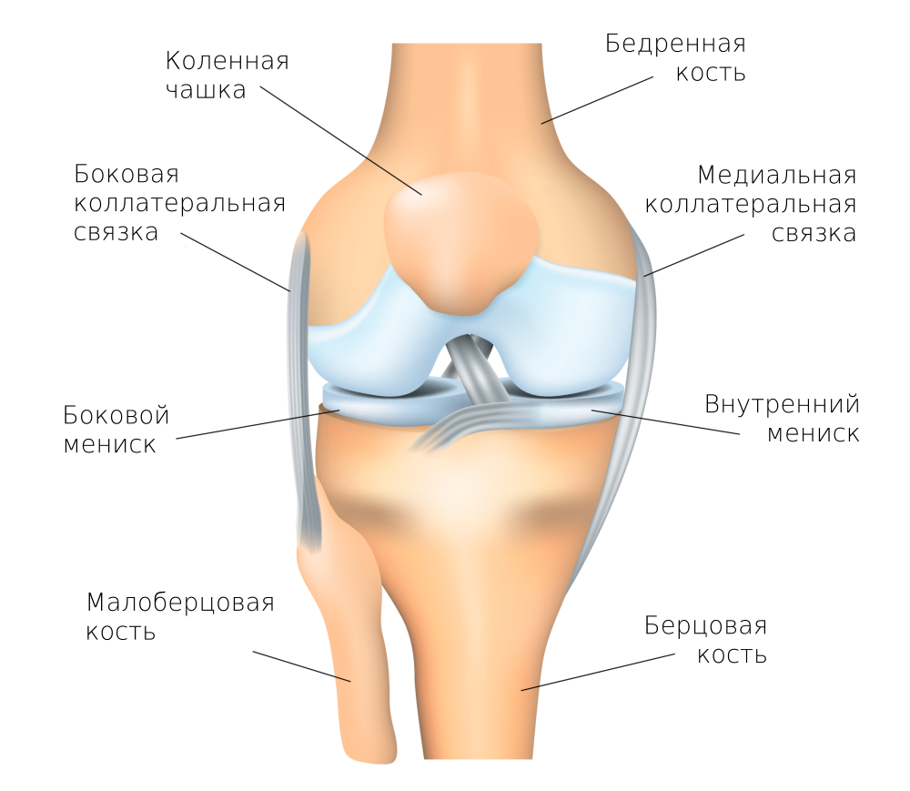 Строение колена у человека. Строение коленного сустава мыщелки. Строение мениска коленного сустава анатомия. Мыщелок коленного сустава анатомия. Мениски коленного сустава анатомия.