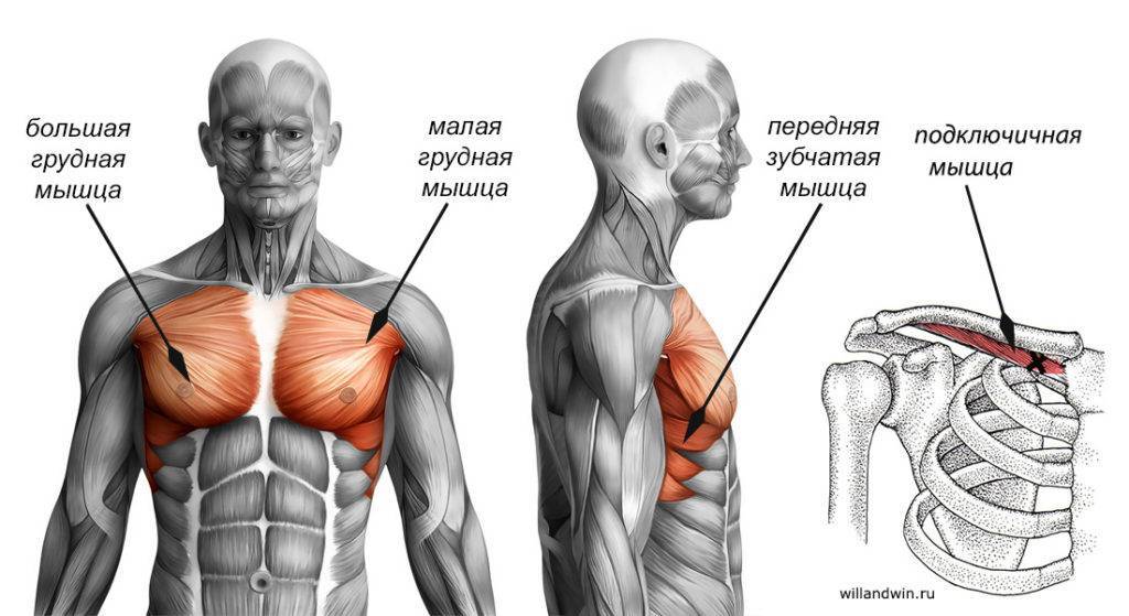 Упражнения на нижнюю часть грудных мышц — программа и практические советы