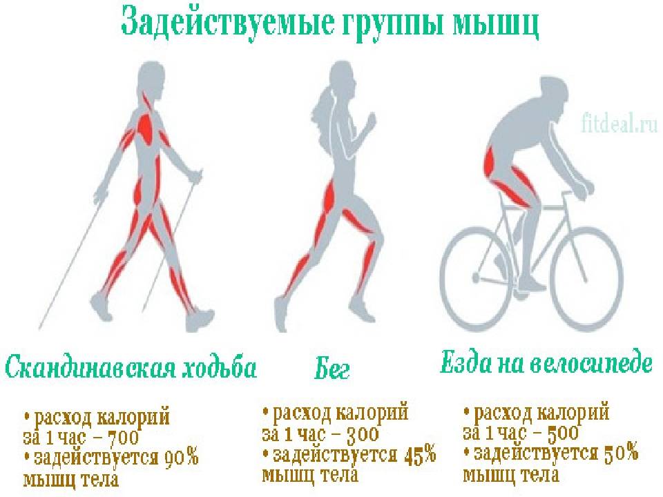 «велосипед»: как правильно делать упражнение, польза и противопоказания - tony.ru