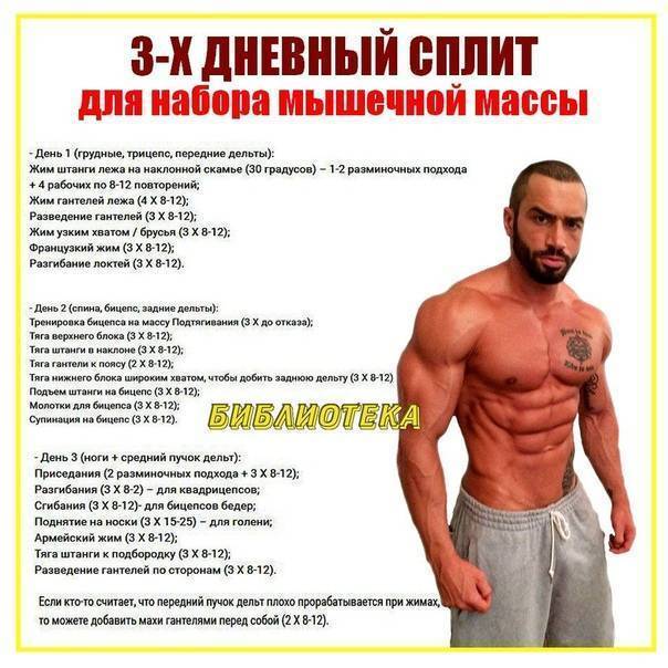 Принципы набора мышечной массы / заметки начинающего культуриста / bodynote.ru